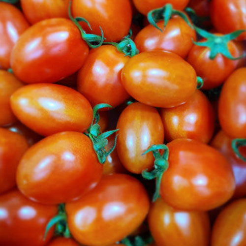 [남해다담농장]GAP 인생 토마토를 만나다 대추방울토마토2kg, 3kg 특상품