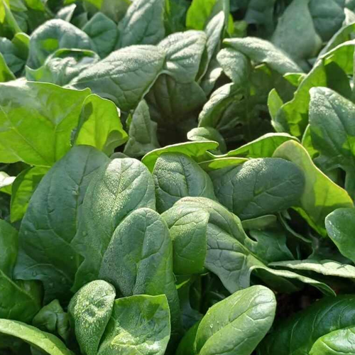 [�ݼ۳���] ������ ���� �ñ�ġ 10kg