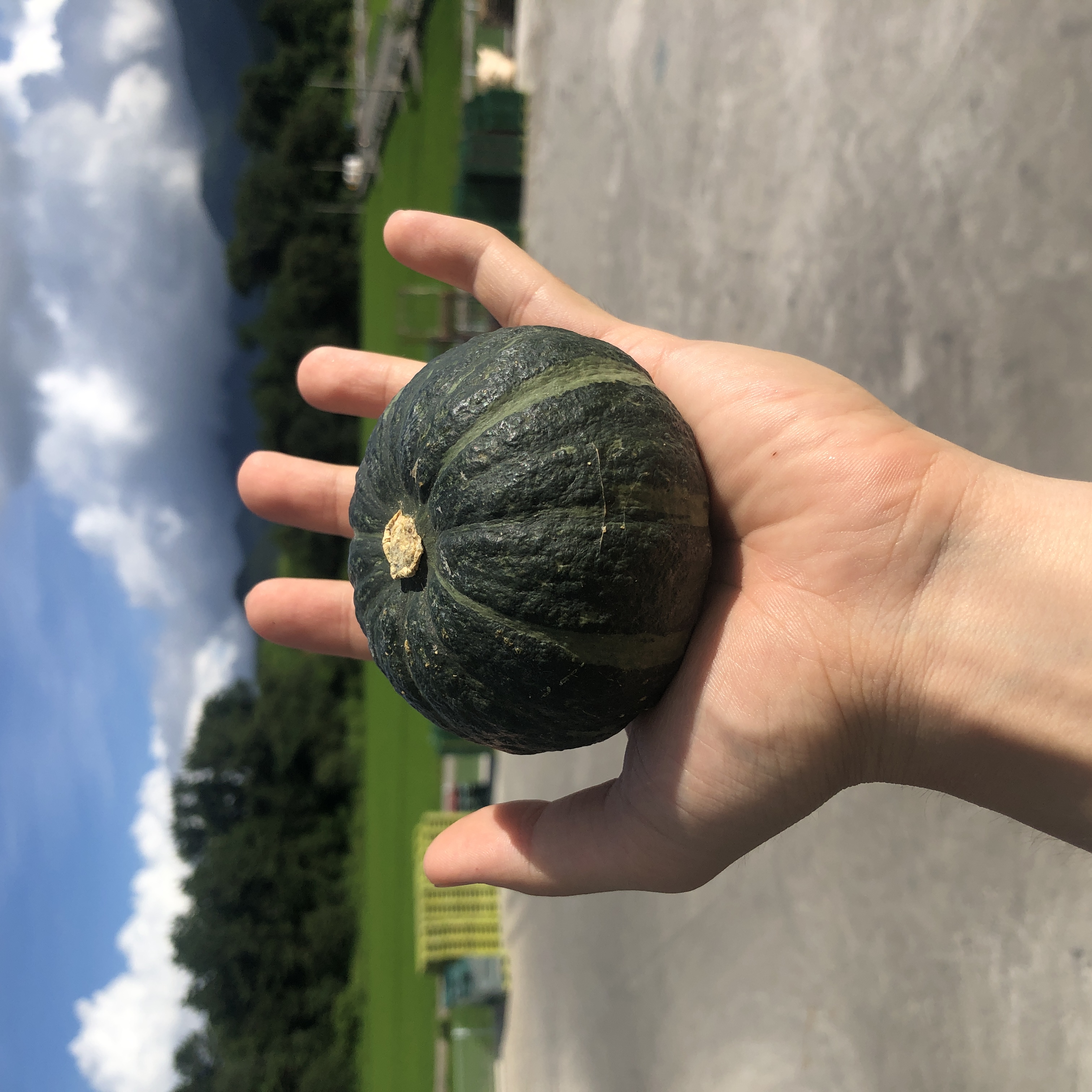 [ٿ]  ̴ϴȣ  2kg 3kg 5kg 10kg