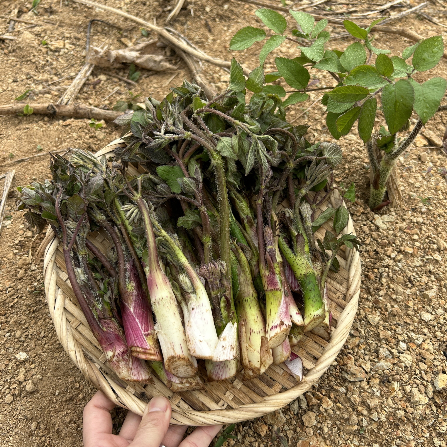[ٿ] ǳ   θ θ Ȱ 500g 1kg