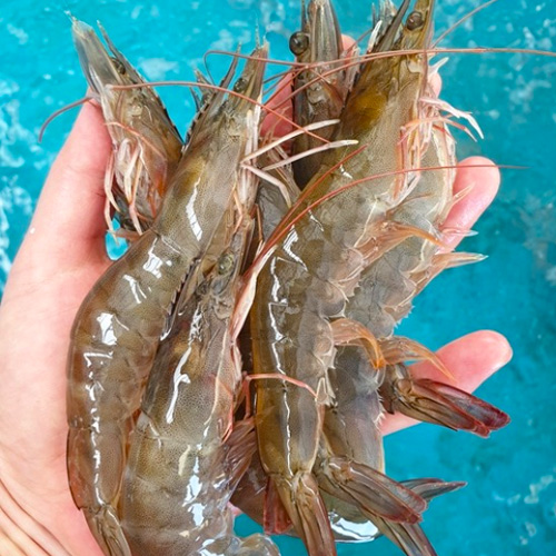 ★보물섬해녀언니★ 남해바다 신선함 그대로 남해 왕새우 1kg