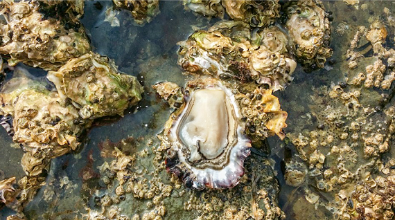 [���׸����������չ���] ��ȭ5kg, ��ȭ10kg