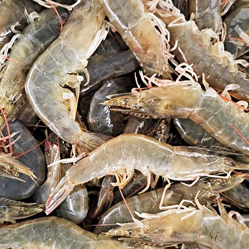 [���׸����������չ���] ���� �ջ��� 1kg